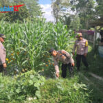 Sinergi Polri Dukung Ketahanan Pangan, Polsek Kota Polres Bangli Rawat Jagung Hibrida