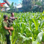 Polsek Kota Polres Bangli Dukung Ketahanan Pangan Lewat Perawatan Tanaman Jagung Hibrida