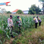 Polsek Susut Polres Bangli Gencarkan Pengawasan dan Pemeliharaan Lahan Jagung Ketahanan Pangan