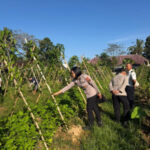 Optimalkan Pekarangan Bergizi, Polres Bangli Monitoring Uwi Ungu di Lahan Lapastik