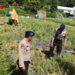 Personel Polairud Polres Bangli Sambangi Petani Bawang Merah di Pesisir Danau Batur, Pastikan Ketersediaan Pangan Aman