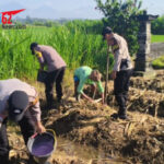 olsek Abiansemal Perkuat Ketahanan Pangan dengan Jagung Hibrida