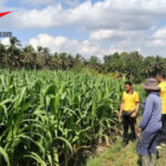 Menuju Panen Oktober, Polsek Abiansemal Kawal 10 Hektare Jagung di Subak Tabah